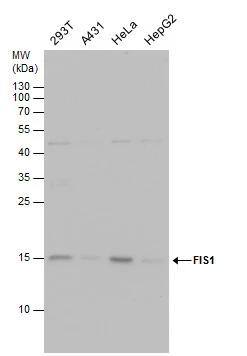 FIS1 antibody detects FIS1 protein by western blot analysis. Various whole cell extracts (30 ug) were separated by 15% SDS-PAGE, and the membrane was blotted with FIS1 antibody (NBP2-43771) diluted by 1:1000. 