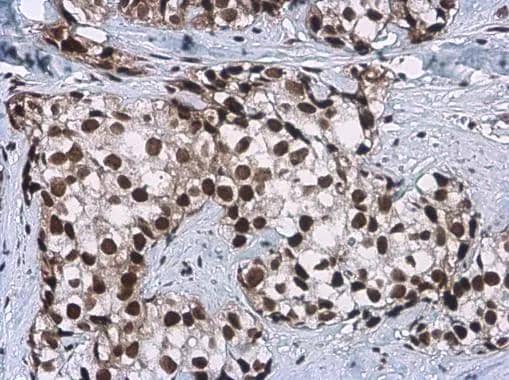Immunohistochemistry-Paraffin Craniofacial Development Protein 1 Antibody (11811) - Azide and BSA Free
