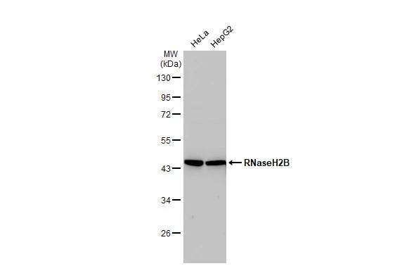 Western Blot RNASEH2B Antibody (479) - Azide and BSA Free