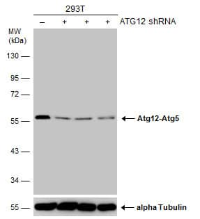 <b>Genetic Strategies Validation. </b>Non-transfected (-) and transfected (+) 293T whole cell extracts (30 ug) were separated by 10% SDS-PAGE, and the membrane was blotted with ATG12 antibody [GT166] (NBP2-43781) diluted at 1:500. The HRP-conjugated anti-mouse IgG antibody  was used to detect the primary antibody. 