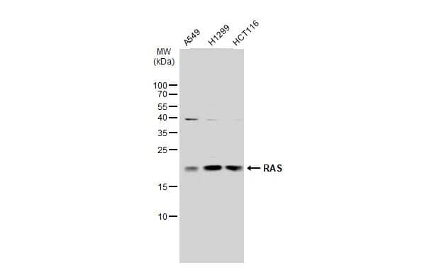 Western Blot Ras Antibody