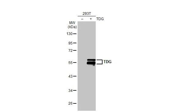 Non-transfected (-) and transfected (+) 293T whole cell extracts (30 ug) were separated by 10% SDS-PAGE, and the membrane was blotted with TDG antibody [GT311] (NBP2-43802) diluted at 1:2500. The HRP-conjugated anti-mouse IgG antibody  was used to detect the primary antibody. 
