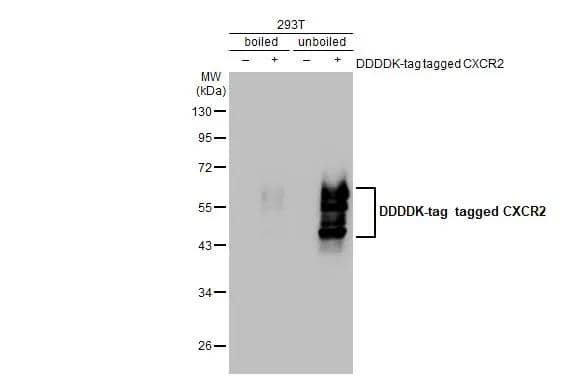 Non-transfected (-) and transfected (+) Boiled and unboiled 293T whole cell extracts (30 ug) were separated by 10% SDS-PAGE, and the membrane was blotted with CXCR2 antibody [GT547] (NBP2-43810) diluted at 1:5000. The HRP-conjugated anti-mouse IgG antibody  was used to detect the primary antibody. 