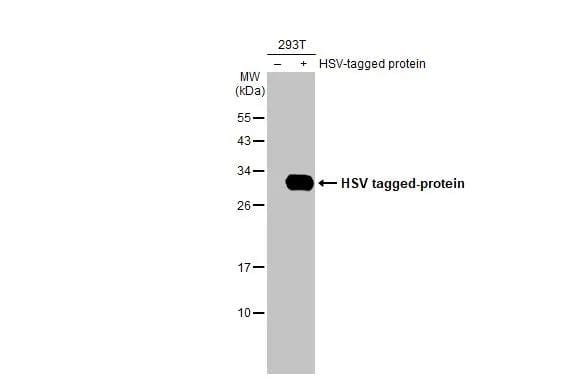 Western Blot HSV Tag Antibody (223) - Azide and BSA Free