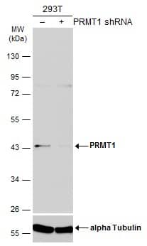 <b>Genetic Strategies Validation. </b>Non-transfected (-) and transfected (+) 293T whole cell extracts (50 ug) were separated by 10% SDS-PAGE, and the membrane was blotted with PRMT1 antibody [GT10111] (NBP2-43818) diluted at 1:1000. The HRP-conjugated anti-mouse IgG antibody  was used to detect the primary antibody, and the signal was developed with Trident ECL plus-Enhanced. 