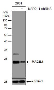 <b>Genetic Strategies Validation. </b>Non-transfected (-) and transfected (+) 293T whole cell extracts (30 ug) were separated by 12% SDS-PAGE, and the membrane was blotted with MAD2L1 antibody [GT1761] (NBP2-43820) diluted at 1:500. 