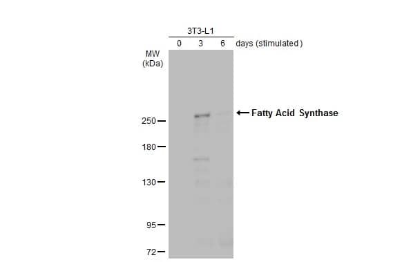 Western Blot: Fatty Acid Synthase/FASN Antibody (325) [NBP2-43822] - Unstimulatd and stimulatd 3T3-L1 whole cell extracts (20 ug) were separated by 5% SDS-PAGE, and the membrane was blotted with Fatty Acid Synthase/FASN antibody [GT325] (NBP2-43822) diluted at 1:500. The HRP-conjugated anti-mouse IgG antibody  was used to detect the primary antibody. (The differentiation stimulated medium is composed by basal medium, 10% FBS, 50 ug/ml gentamicin, 1 nM L-glutamin, 500 uM IBMX, 1 uM dexamethasone, 2 uM rosiglitazone and 1 ug/ml insulin.)