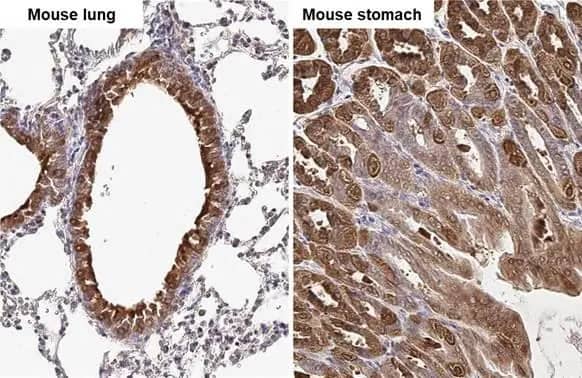 Immunohistochemistry-Paraffin: Glutamine Synthetase Antibody (7711) [NBP2-43826] - Glutamine Synthetase antibody [GT7711] detects Glutamine Synthetase protein by immunohistochemical analysis.Sample: Paraffin-embedded mouse tissues.Glutamine Synthetase stained by Glutamine Synthetase antibody [GT7711] (NBP2-43826) diluted at 1:200.Antigen Retrieval: Citrate buffer, pH 6.0, 15 min