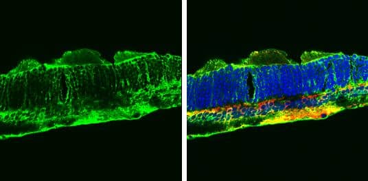 Glutamine synthetase antibody [GT7711] detects Glutamine synthetase protein by immunohistochemical analysis.Sample: Frozen sectioned adult mouse retina.Green: Glutamine synthetase protein stained by Glutamine synthetase antibody [GT7711] (NBP2-43826) diluted at 1:250. Red: PKC alpha protein stained by PKC alpha antibody [GT1876]  diluted at 1:250.Blue: Fluoroshield with DAPI . 
