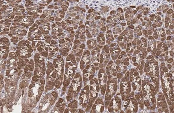 Glutamine synthetase antibody [GT7711] detects Glutamine synthetase protein at cell membrane and cytoplasm by immunohistochemical analysis.Sample: Paraffin-embedded rat stomach.Glutamine synthetase stained by Glutamine synthetase antibody [GT7711] (NBP2-43826) diluted at 1:200.Antigen Retrieval: Citrate buffer, pH 6.0, 15 min 