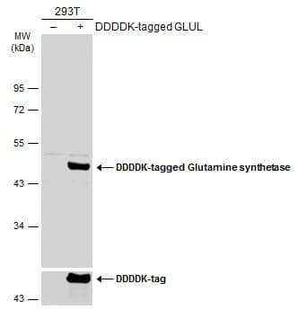 Non-transfected (-) and transfected (+) 293T whole cell extracts (30 ug) were separated by 10% SDS-PAGE, and the membrane was blotted with Glutamine synthetase antibody [GT7711] (NBP2-43826) diluted at 1:1000. The HRP-conjugated anti-mouse IgG antibody  was used to detect the primary antibody. 