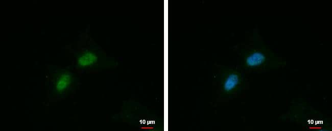 Immunocytochemistry/ Immunofluorescence FAM115A Antibody - BSA Free