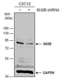 Western Blot SH2B1 Antibody - BSA Free