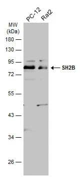 Western Blot SH2B1 Antibody - BSA Free