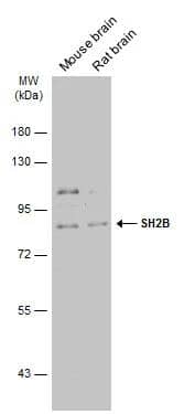 Western Blot SH2B1 Antibody - BSA Free