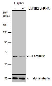 Western Blot Lamin B2 Antibody (144) - Azide and BSA Free