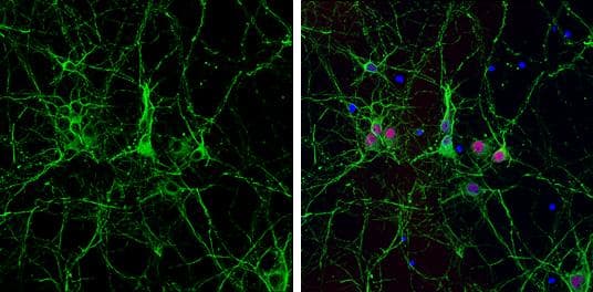 Immunocytochemistry/ Immunofluorescence Tubulin alpha-1B Antibody (114) - Azide and BSA Free