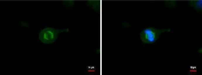 Immunocytochemistry/ Immunofluorescence Tubulin alpha-1B Antibody (114) - Azide and BSA Free