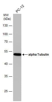 Western Blot Tubulin alpha-1B Antibody (114) - Azide and BSA Free