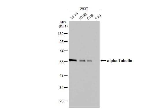 Western Blot Tubulin alpha-1B Antibody (114) - Azide and BSA Free