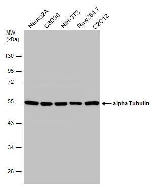 Western Blot Tubulin alpha-1B Antibody (114) - Azide and BSA Free