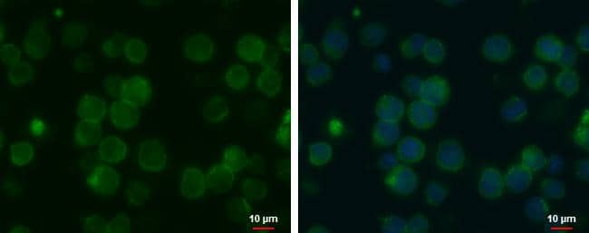 MCT1 antibody [GT14612] detects MCT1 protein at cell membrane by immunofluorescent analysis.Sample: THP-1 cells were fixed in 4% paraformaldehyde at RT for 15 min.Green: MCT1 protein stained by MCT1 antibody [GT14612] (NBP2-43838) diluted at 1:500.Blue: Hoechst 33342 staining.Scale bar = 10 um. 
