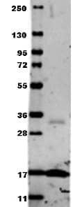 Western blot using Anti-Human TNF-a (RABBIT) Antibody. Membrane blocked in 1% or 30 min at RT, Rb-a-TNF alpha added at 1:1000 in 1% /n 4C, DyLight 649 Gt-a-Rb 