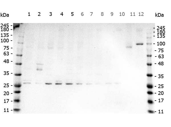 Western Blot of TNF-alpha Antibody antibody. Marker: Opal Pre-stained ladder 