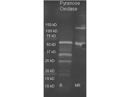  Goat anti Pyranose Oxidase antibody ( lot 8178) was used to detect pyranose oxidase under reducing (R) and non-reducing (NR) conditions. Reduced samples of purified target proteins contained 4% BME and were boiled for 5 minutes. Samples of ~1ug of protein per lane were run by SDS-PAGE. Protein was transferred to nitrocellulose and probed with 1:3000 dilution of primary antibody (ON 4 C in ). Detection shown was using Dylight 488 conjugated Donkey anti goat ( lot 21094 1:10K in TBS/ 1 hr RT) . Images were collected using the BioRad VersaDoc System