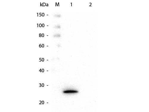 Western Blot of Mouse anti-GSTK1 Monoclonal Antibody. Lane 1: Recombinant GSTK1 protein. Lane 2: GST. Load: 50 ng per lane. Primary antibody: Mouse anti-Glutathione S Transferase kappa 1 Antibody (16A11.E4.E3.E7)at 1:1,000 overnight at 4C. Secondary antibody: HRP Mouse Secondary Antibody at 1:40,000 for 30 min at RT. Block for 30 min at RT. Predicted/Observed size: 27 kDa, 27 kDa for GSTK1.