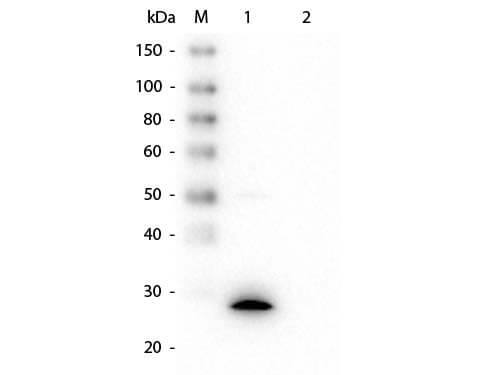 Western Blot of Mouse anti-GSTZ1 Monoclonal Antibody.  Lane 1: Recombinant GSTZ1 protein.  Lane 2: GST 