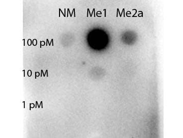Dot blot of STAT5A [Methyl Arg31] Antibody - BSA Free. Antigen: non-modified, monomethylated and asymmetric dimethylated forms of the immunizing peptide. Load: 100, 10, or 1 picomolar as indicated. Primary antibody: STAT5A [Methyl Arg31] Antibody - BSA Free at 1:1000 for 90 min at RT. (Date: 10/22/14; Exposure time: 12.5 seconds)