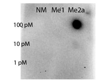 Dot blot of Rabbit STAT5A [Asym-dimethyl Arg31] Antibody - BSA Free. Antigen: non-modified, monomethylated and asymmetric dimethylated forms of the immunizing peptide. Load: 100, 10, or 1 picomolar as indicated. Primary antibody: STAT5A [Asym-dimethyl Arg31] Antibody - BSA Free at 1:1000 for 90 min at RT. (Date: 11/04/14; Exposure time: 82 seconds)