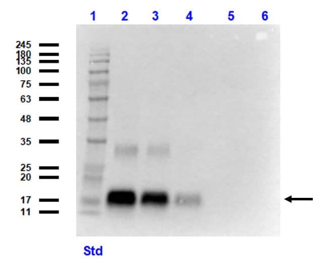 Western Blot of GDF-15 Antibody (6D12.H10.E4) - C-terminus. Lane 1: Opal Prestained Molecular Weight Marker 