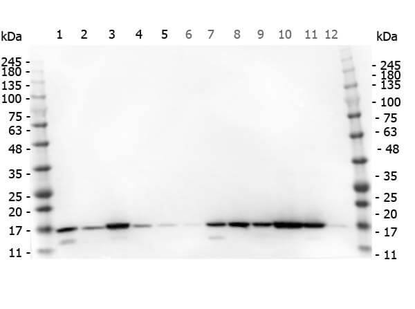 Western Blot of Histone H3 Antibody antibody. Marker: Opal Pre-stained ladder 