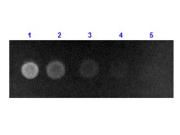 Dot Blot results of Rabbit Human Serum Albumin Antibody [FITC]. Dots are Human Serum Albumin: (1) 100ng, (2) 33.3ng, (3) 11.1ng, (4) 3.70ng, (5) 1.23ng. Primary Antibody: none. Secondary Antibody: Rabbit Anti-Human Serum Albumin Antibody FITC at 1ug/mL in 1% Fish Gel 1hr RT. Imaged with BioRad ChemiDoc, Fluorescein filter.