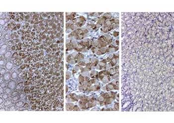 Immunohistochemistry of Pepsin Antibody at 1:100.