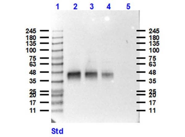 Western Blot of Pepsin Antibody. Lane 1: Opal Prestained Molecular Weight Ladder 