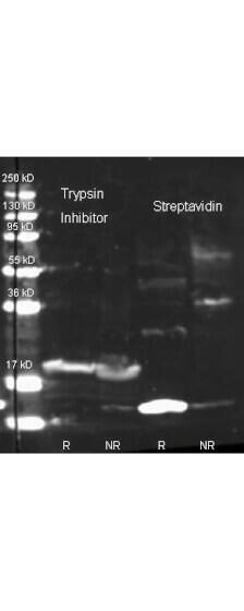 Western Blot of Rabbit Anti Trypsin Inhibitor antibody.  Lane 1:  purified Soybean Trypsin Inhibitor Reduced.  Lane 2:  purified Soybean Trypsin Inhibitor Non-Reduced. Lane 3:  purified Streptavidin Reduced.  Lane 4:  purified Streptavidin Non-Reduced.  Load:  1.0 ug per lane. Primary antibody: Biotin conjugated Rabbit anti-trypsin inhibitor antibody and Rabbit anti streptavidin 1:1000 for overnight at 4C. Secondary antibody: Dylight 649 conjugated Donkey anti rabbit at 1:10,000 for 45 min at RT. Block: 5% BLOTTO overnight at 4C. Predicted/Observed size: 25 kDa for Trypsin Inhibitor.