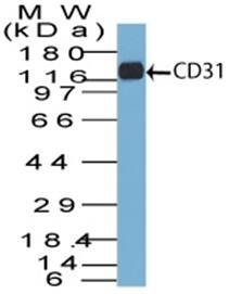 Western Blot of CD31 in THP-1 cell lysate using CD31/PECAM-1 Antibody (C31.7) - IHC-Prediluted.