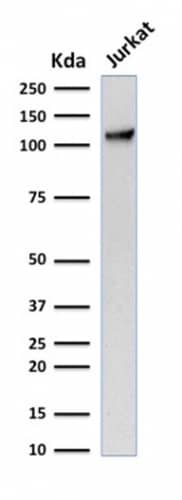 Western Blot Analysis of human Jurkat cell lysate using CD31/PECAM-1 Antibody (C31.7) - IHC-Prediluted.