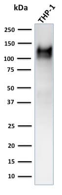 Western Blot Analysis of human THP-1 cell lysate using CD31/PECAM-1 Antibody (C31.3 + JC/70A) - IHC-Prediluted