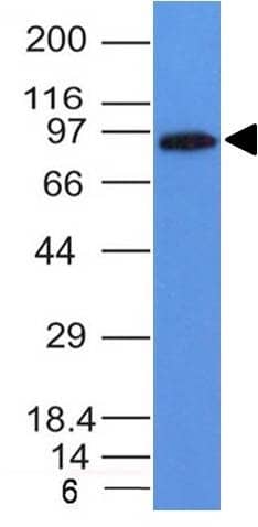 Western Blot Analysis of Daudi cell lysate using MALT1 Antibody (MT1/410) - IHC-Prediluted.