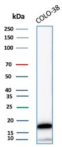 Western Blot Analysis of Colo-38 lysate using Melan-A/MART-1 Antibody (M2-7C10) - IHC-Prediluted.