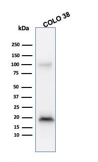 Western Blot Analysis of COLO38 cell lysate using Melan-A/MART-1 Antibody (M2-9E3) - IHC-Prediluted.