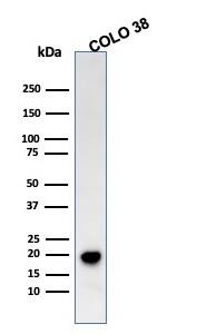 Western Blot Analysis of COLO 38 cell lysate using Melan-A/MART-1 Antibody (SPM555) - IHC-Prediluted.