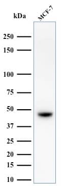 Western Blot Analysis of MCF-7 cell lysate using Cytokeratin, HMW Antibody (34BE12) - IHC-Prediluted.