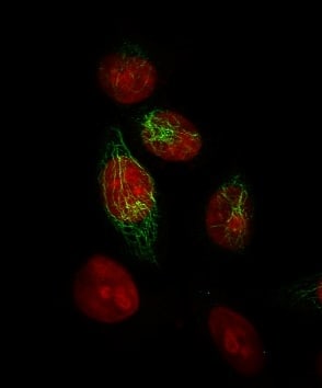 Immunofluorescence Analysis of MeOH-fixed HeLa cells labeling Cytokeratin with Cytokeratin, HMW Antibody (34BE12) - IHC-Prediluted followed by Goat anti-Mouse IgG-CF488 (Green). The nuclear counterstain is Redot.