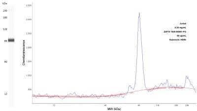 Simple Western: ZAP70 Antibody (2F3.2) [NBP2-44502] - Lane view shows a specific band for ZAP70 in Jurkat cell lysate using 50 ug/mL antibody dilution. Electropherogram image of corresponding Simple Western lane view at WES molecular weight of 70 kDa. Image from an internal validation.