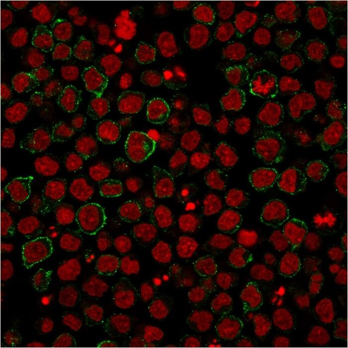 Immunofluorescence staining of PFA-fixed Ramos cells using B7-2/CD86 Antibody (BU63) - IHC-Prediluted followed by goat anti-Mouse IgG conjugated to CF488 (green). Nuclei are stained with Reddot.